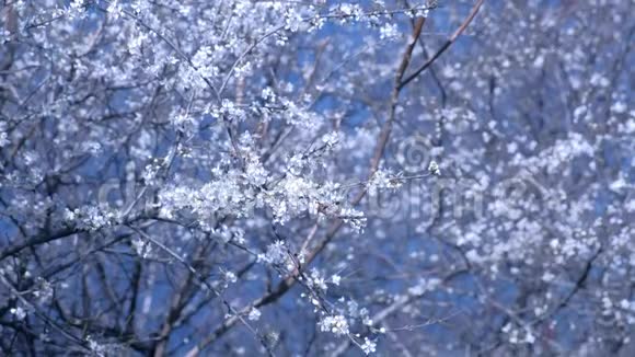 美丽的树枝覆盖着白色的小花在天空的背景上视频的预览图