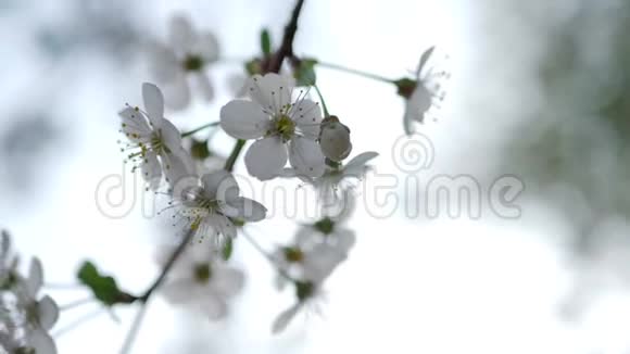 一棵樱桃树上开着白花春日视频的预览图