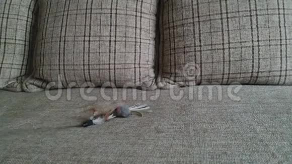 一只灰色条纹的猫在沙发上玩耍视频的预览图