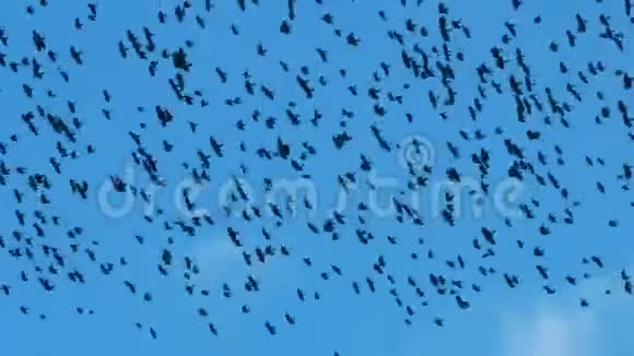 鸟儿在天空中盘旋着一只巨大的羊群乌鸦小鸡在飞向温暖的气候之前学会了飞行视频的预览图