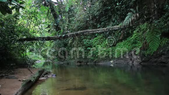 黑色的热带河流或溪流有茂盛的绿色蔬菜和大的倒下的树视频的预览图