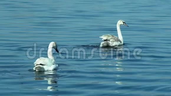 天鹅在湖上游泳美丽的一天视频的预览图