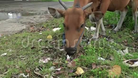 奶牛在一堆垃圾里吃东西城市垃圾场污染概念生态灾难视频的预览图