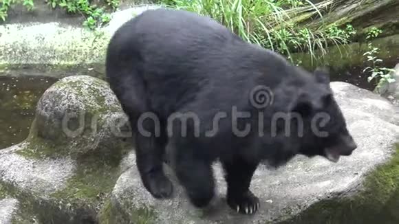 一只成年福沙黑熊在动物园里散步一天炎热的夏天视频的预览图