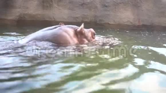 4K一只普通的河马在动物园的湖水里洗澡视频的预览图