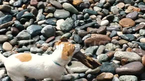 小狗杰克罗素梗在鹅卵石滩上带着一根大棒在牙齿上慢动作视频的预览图