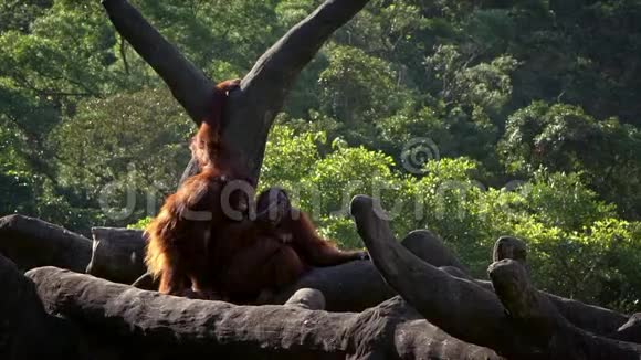 母幼猩猩在森林树木上的缓慢运动视频的预览图