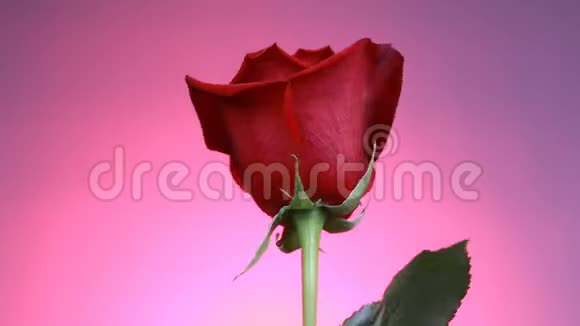 红玫瑰的特写在粉红色的背景上旋转带有花瓣的宏射玫瑰视频的预览图