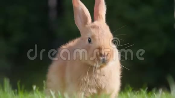 美丽的小兔子在花园里休息视频的预览图