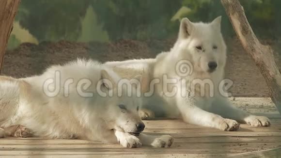 动物园里的极地狼群的配对视频的预览图