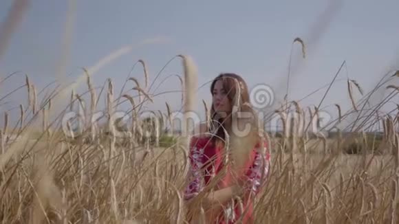 迷人的年轻女子享受大自然和阳光在麦田难以置信的彩色阳光可爱自信的女孩视频的预览图