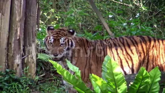 4K孟加拉虎在树林间行走潘特拉土格里斯土格里斯视频的预览图