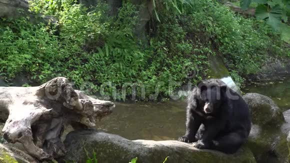 一只成年福沙黑熊的4K坐在动物园花园的岩石上视频的预览图