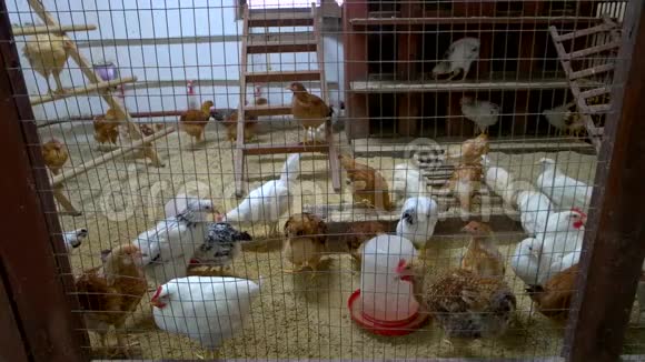 鸡舍里的小家养家禽视频的预览图