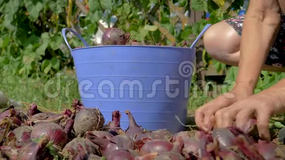 一个老农夫的手在桶里从种植园里收集成熟的红洋葱视频的预览图