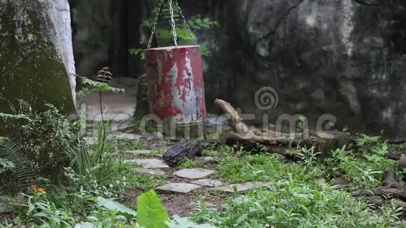 一只成年福沙黑熊在动物园玩食物容器吃视频的预览图