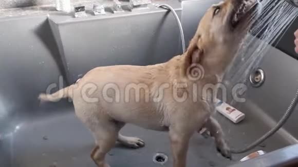 拉布拉多小狗洗澡视频的预览图