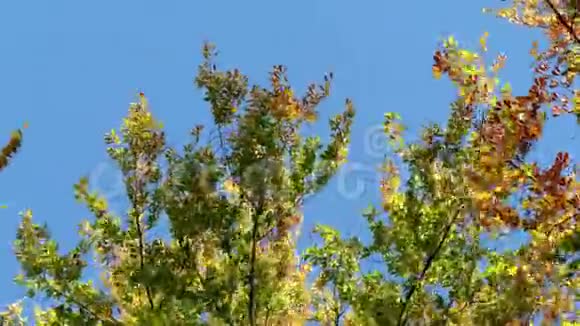 飘落的秋叶在风中视频的预览图