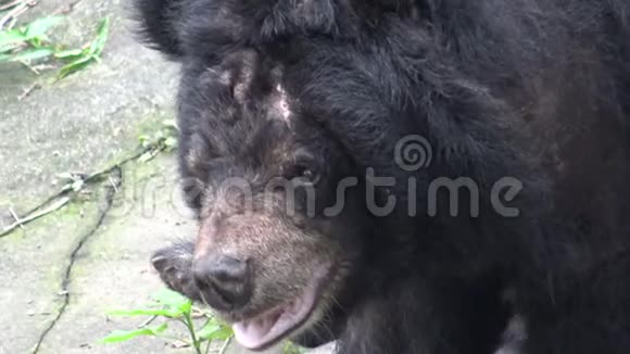 一只成年福莫萨黑熊坐在动物园花园的岩石上视频的预览图
