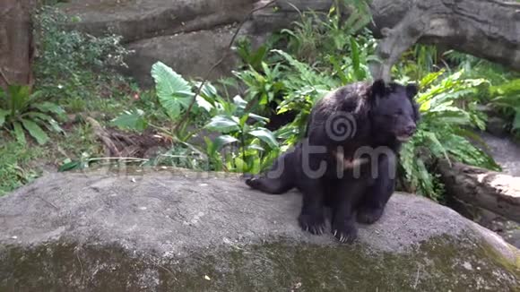 一只成年福沙黑熊的4K坐在动物园花园的岩石上视频的预览图