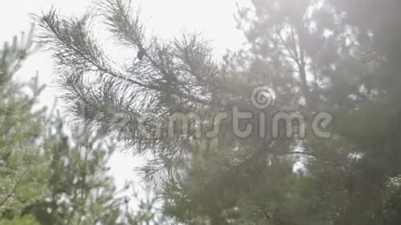 阳光明媚的夏天一片松林中拍摄了一幅Stadicam照片带针和松果的枝条视频的预览图
