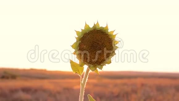 沙漠中的向日葵视频的预览图