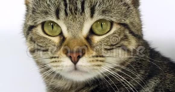 棕色Tabby家庭猫白色背景下的一个小点画眼睛和胡子的特写慢动作视频的预览图