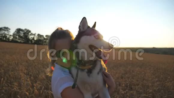 一个戴着太阳镜的快乐女孩在草地上的小穗中拥抱和亲吻她的西伯利亚哈士奇狗女性视频的预览图