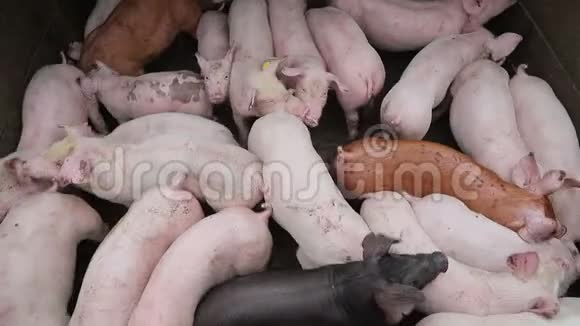 猪群在圈舍的不同品种和颜色农场里的猪视频的预览图
