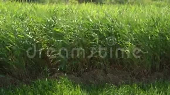绿色芦苇的背景风中吹着的藤条水边的野草草团视频的预览图