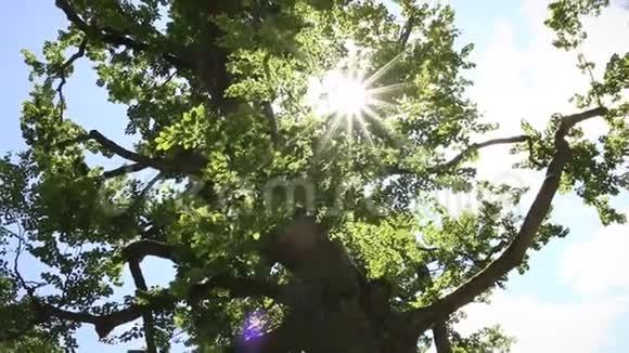 镜头在树梢下旋转覆盖着绿叶阳光透过树枝照耀夏日灿烂视频的预览图