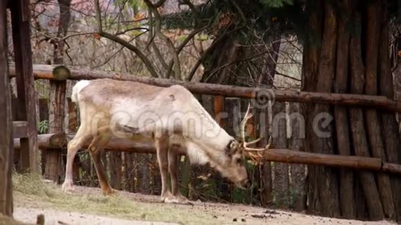 动物园里的鹿视频的预览图