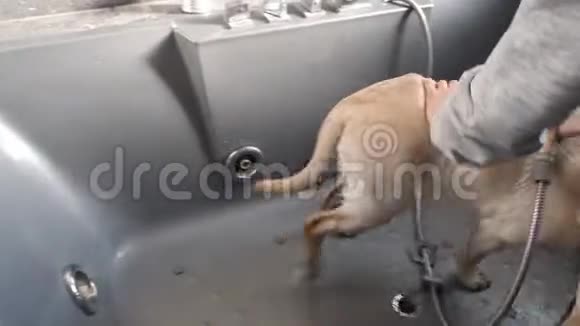 拉布拉多小狗洗澡视频的预览图