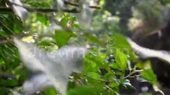 4K太阳熊在动物园树间的森林里亚洲熊蜜蜂野生动物视频的预览图