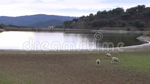 4K希普斯在西班牙埃斯特雷马杜拉湖附近的牧场上享受视频的预览图
