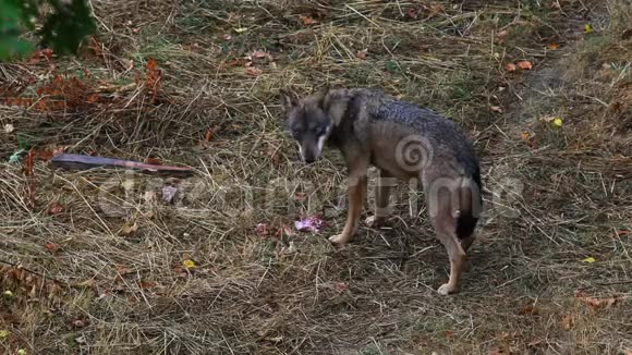 意大利阿平宁狼在野外意大利狼疮视频的预览图