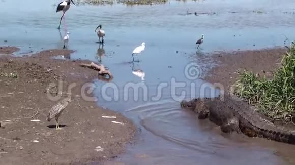 澳大利亚鳄鱼河卡卡杜国家公园黑颈鹳鳗鱼鳄鱼ibis鹭视频的预览图