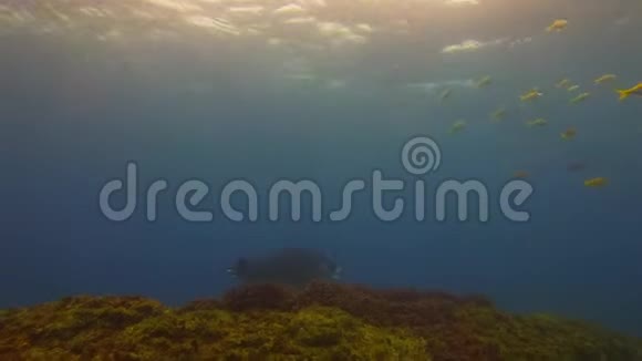 曼塔雷与黄鱼在蓝色海水和阳光照射下近距离游泳视频的预览图