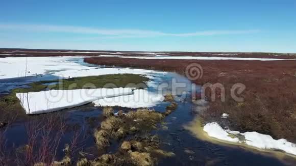 俄罗斯亚马尔半岛冻土带的海鸥视频的预览图