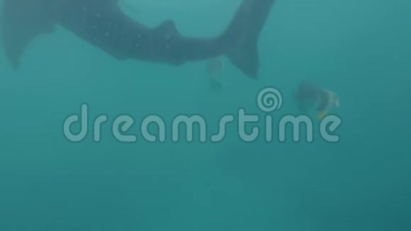 人们在开阔的海水中游泳和喂食野生鲸鲨水下观鲸鱼吃饲料和游泳视频的预览图