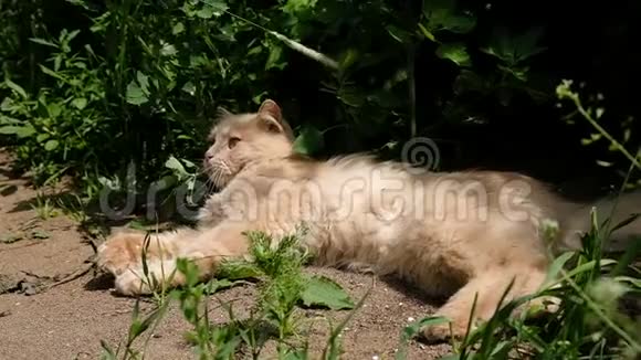懒猫躺在地上的影子里用爪子玩捉一片草动作缓慢视频的预览图