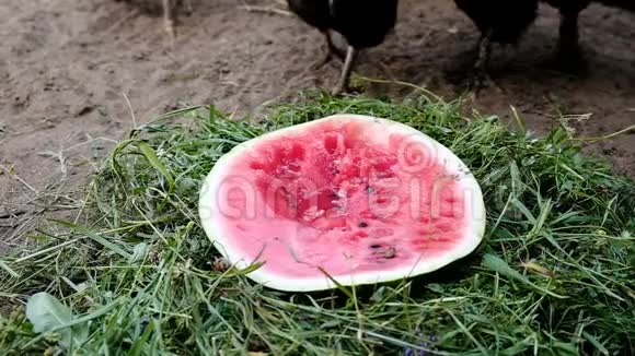 饥饿的鸡和公鸡在夏天吃西瓜接近大自然慢动作视频的预览图