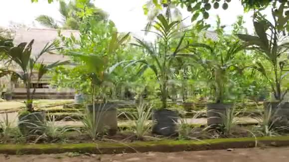 在有机农场种植园的花园盆栽中生长的小棕榈树4K印度尼西亚巴厘视频的预览图