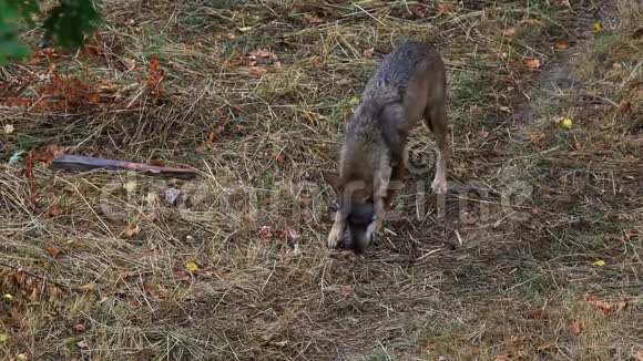 意大利阿平宁狼在野外意大利狼疮视频的预览图
