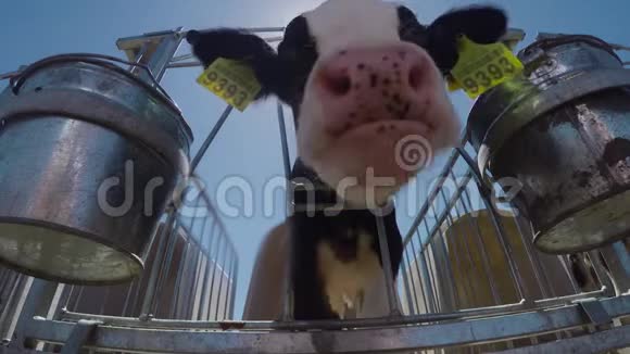 小牛在镜头里看视频的预览图