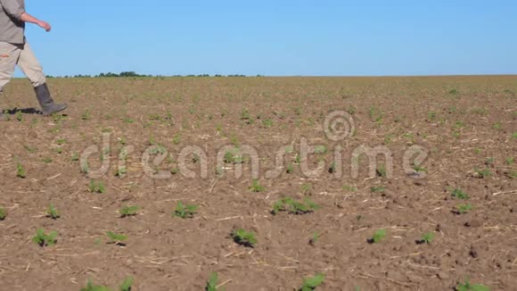 不可辨认的年轻男性农民在夏天穿过他的田野上的小绿芽向日葵概念视频的预览图