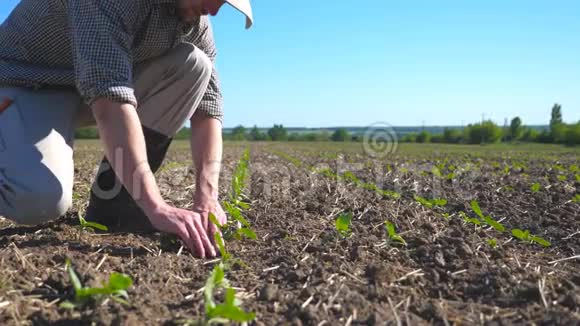 年轻农民的雄手在阳光明媚的田野上轻轻地压着向日葵的小绿苗视频的预览图