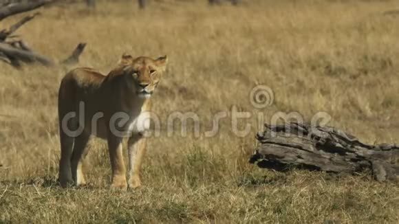 肯尼亚马赛马拉国家公园的站立母狮视频的预览图