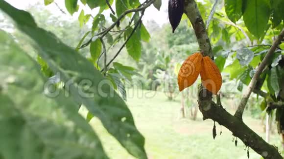 在有机种植园的树上生长着成熟的耶洛球荚4K印度尼西亚巴厘视频的预览图