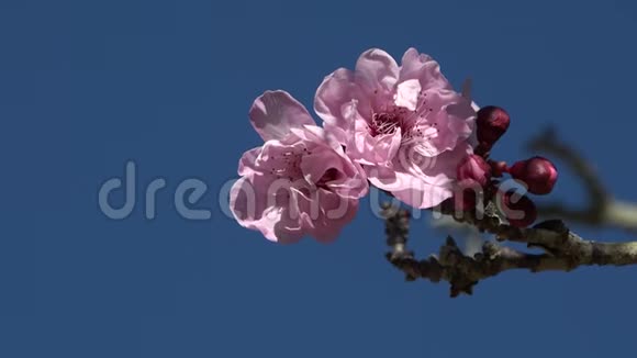 樱花映衬蓝天视频的预览图